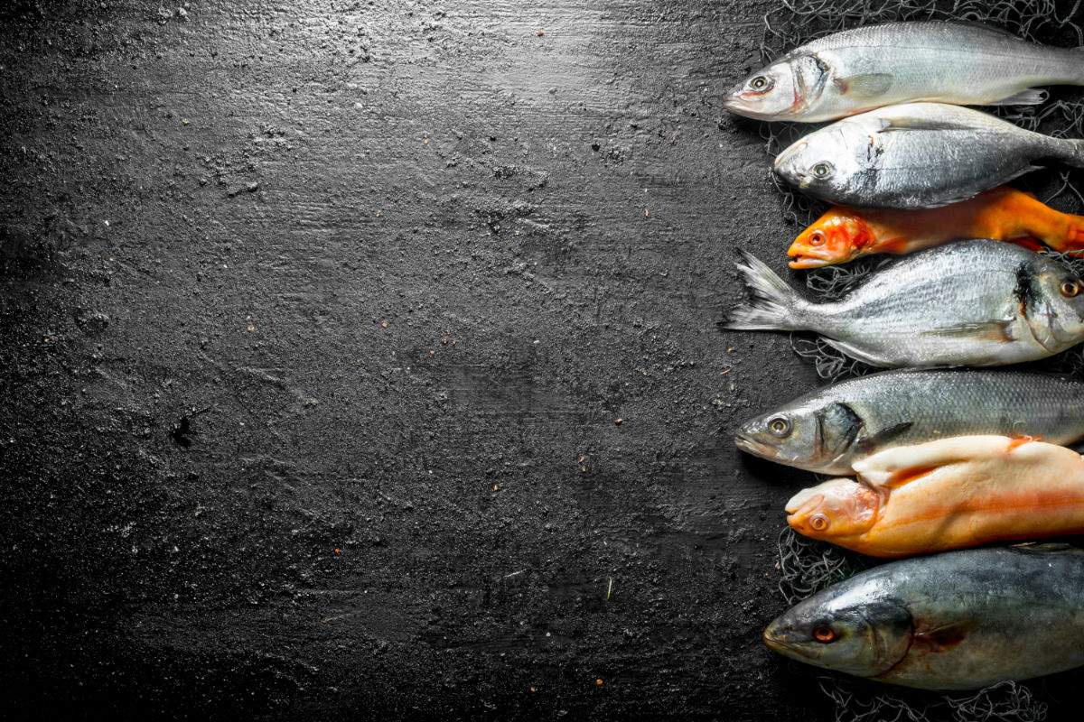 Which fish has the most protein?